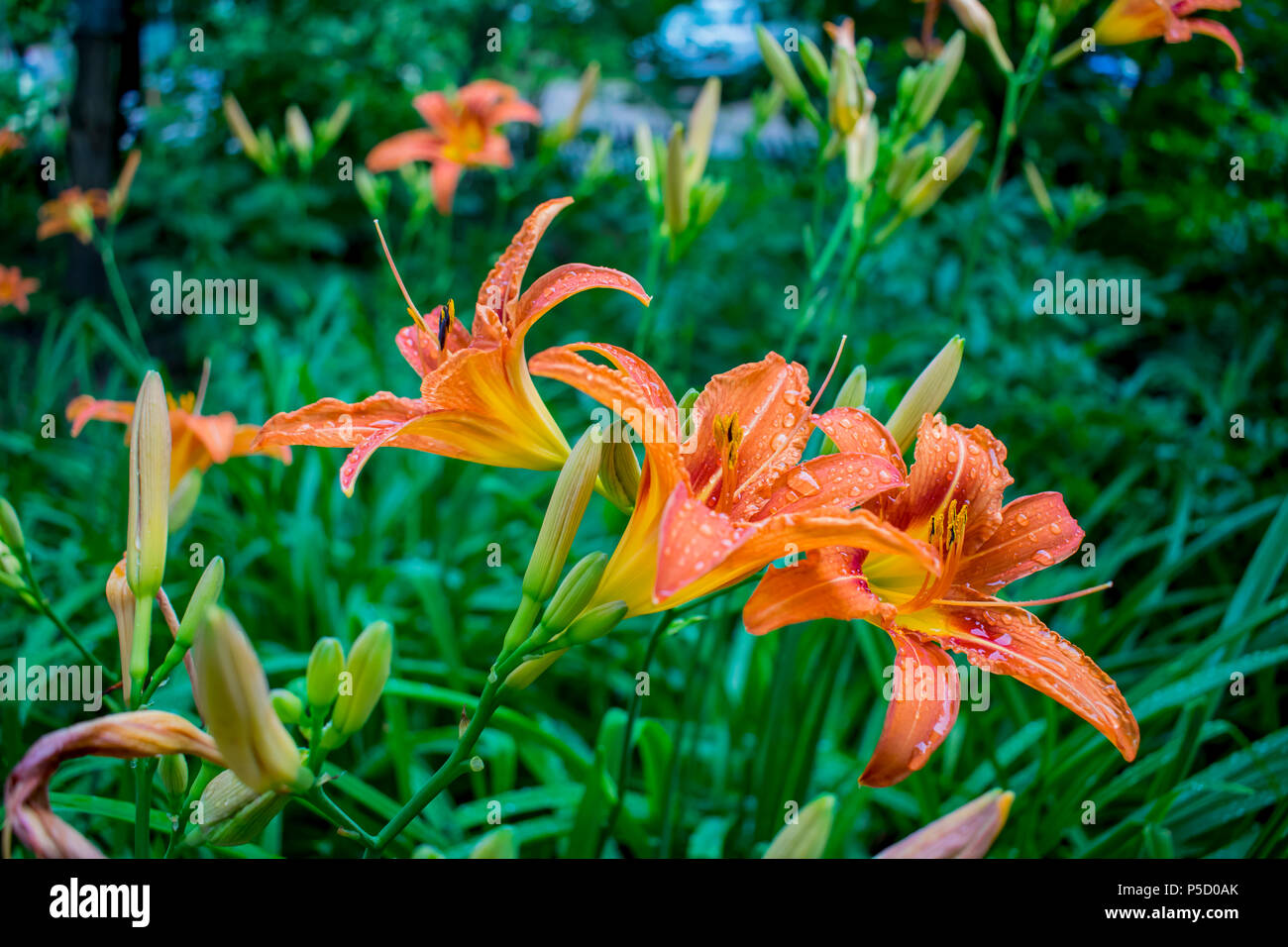 lily flowers grow in the garden of a summer country house Stock Photo ...