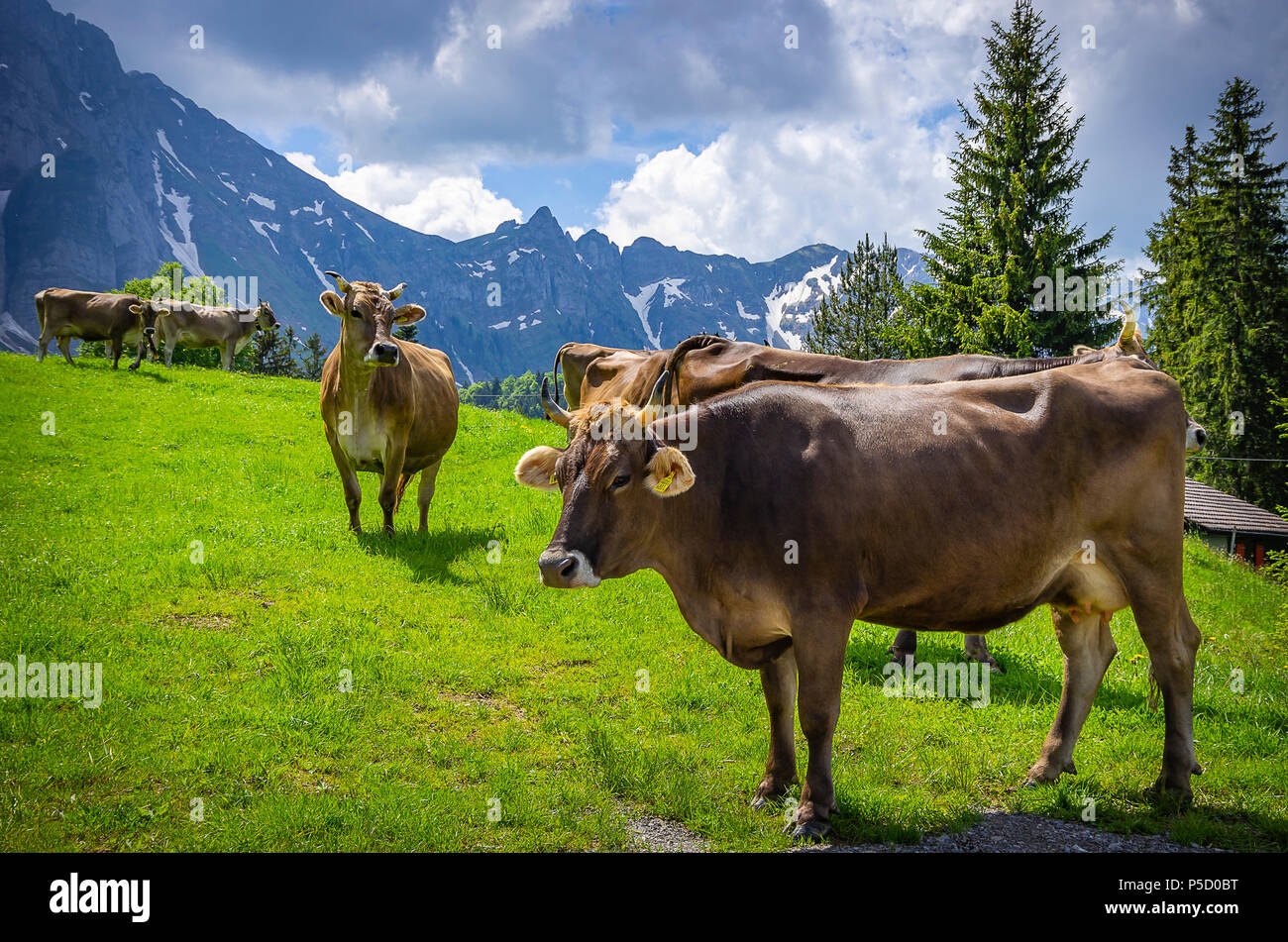 Cows with properly attached ear tags on a mountain meadow in the Swiss Alps near Urnäsch and Schwägalp, Canton Appenzell Ausserrhoden, Switzerland. Stock Photo