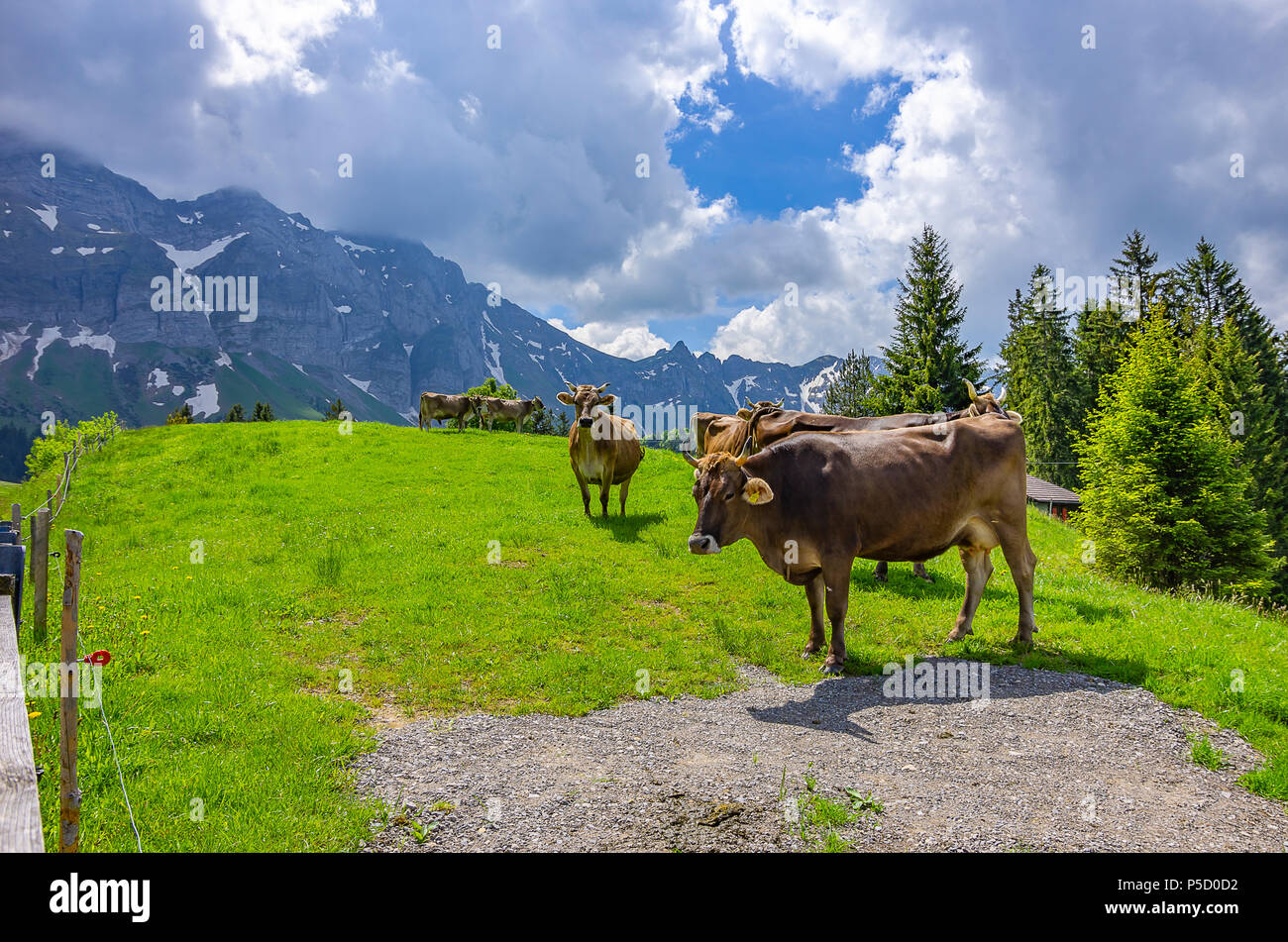 Cows pasture on a mountain meadow in the Swiss Alps near Urnäsch and Schwägalp, Canton Appenzell Ausserrhoden, Switzerland. Stock Photo