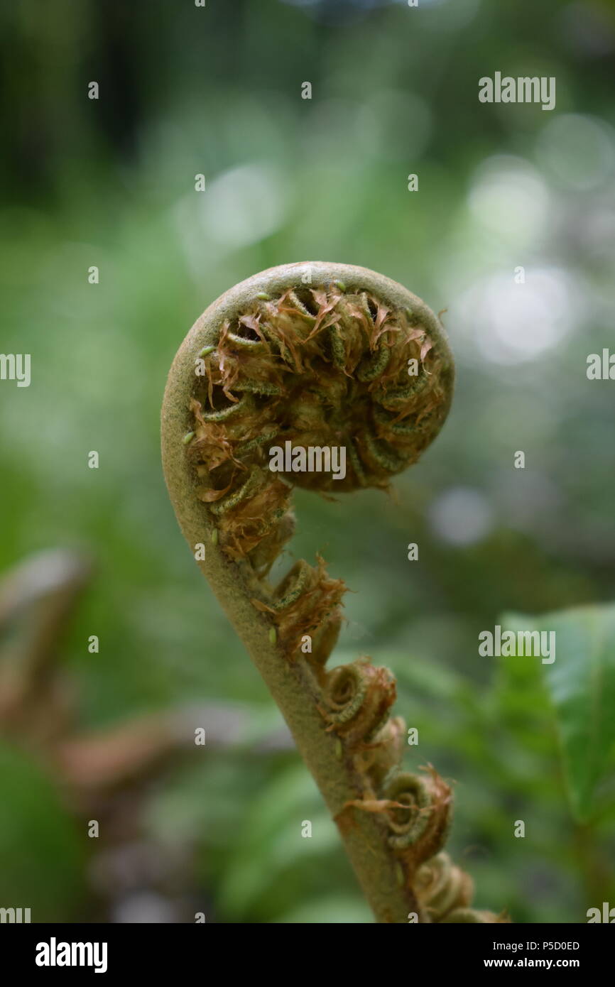 Curled Fern Stock Photo