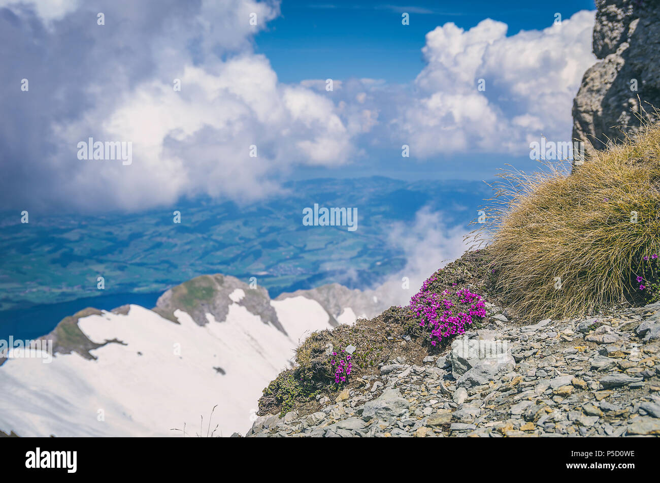 Purple mountain saxifrage, Saxifraga oppositifolia on the peak of Säntis Mountain, Appenzell Alps, Switzerland. Stock Photo