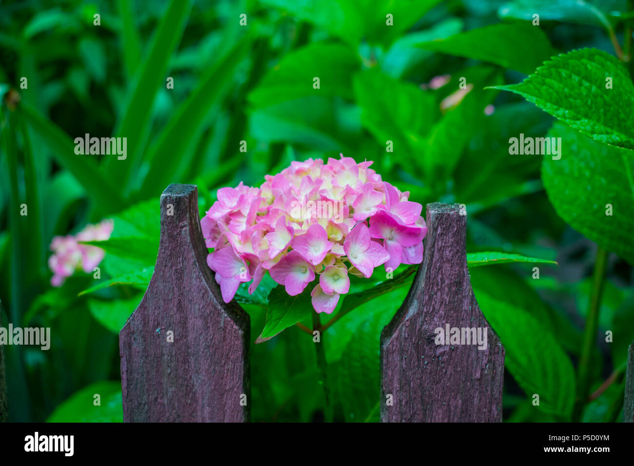 Purple flower heads hydrangeas in the garden Stock Photo Alamy