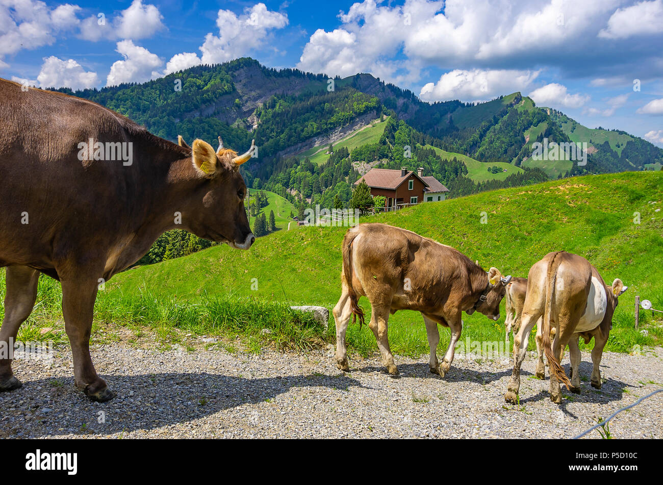 Cows with properly attached ear tags walk down a dirt road in the Swiss Alps near Urnäsch and Schwägalp, canton Appenzell Ausserrhoden, Switzerland. Stock Photo