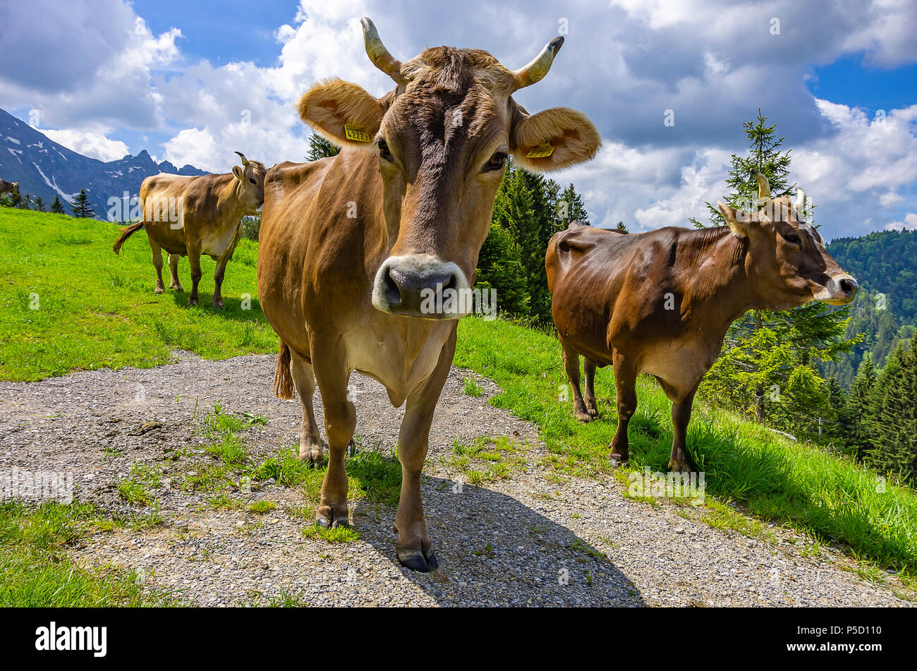 Cows with properly attached ear tags on a mountain meadow in the Swiss Alps near Urnäsch and Schwägalp, Canton Appenzell Ausserrhoden, Switzerland. Stock Photo