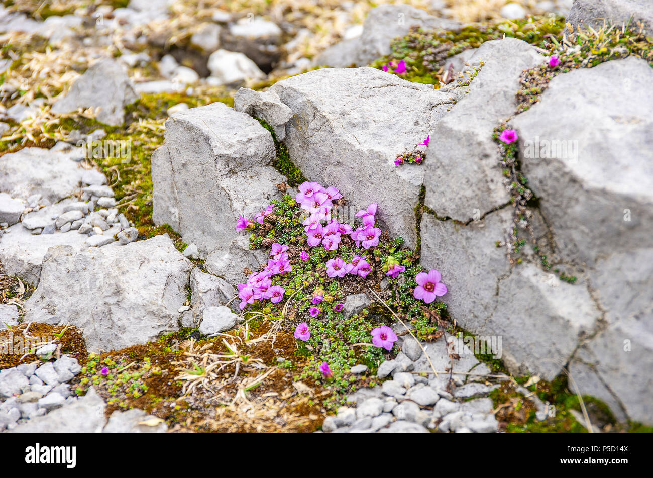 Purple mountain saxifrage, Saxifraga oppositifolia on the peak of Säntis Mountain, Appenzell Alps, Switzerland. Stock Photo