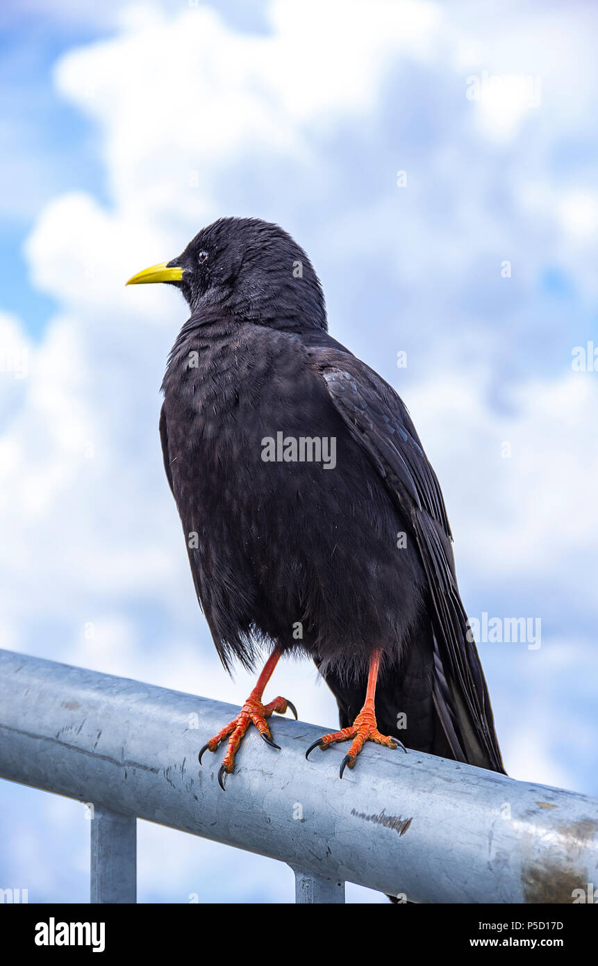 Study of an Alpine chough on the Säntis in the Appenzell Alps, Northeastern Switzerland. Stock Photo