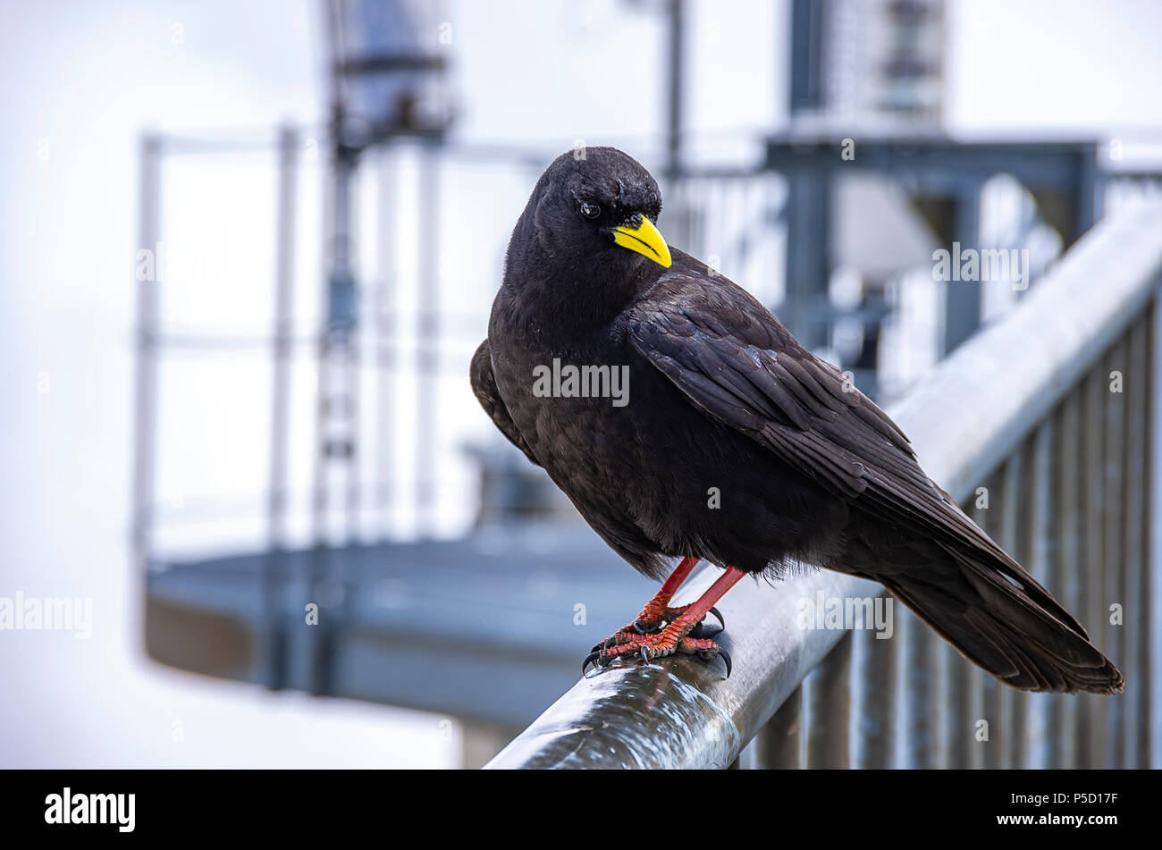 Study of an Alpine chough on the Säntis in the Appenzell Alps, Northeastern Switzerland. Stock Photo