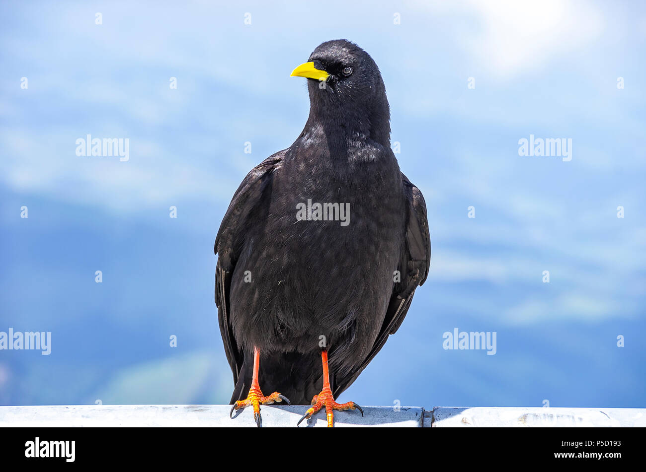 Study of an Alpine chough on the Säntis in the Appenzell Alps, Northeastern Switzerland. Stock Photo
