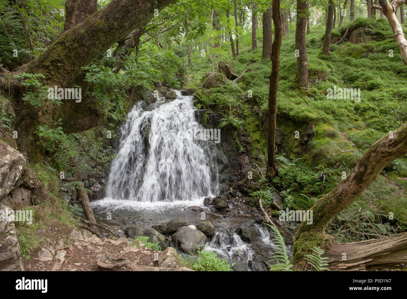 Tom Gill waterfall lies below the popular visitor attraction of Tarn Hows in the English Lake District Stock Photo