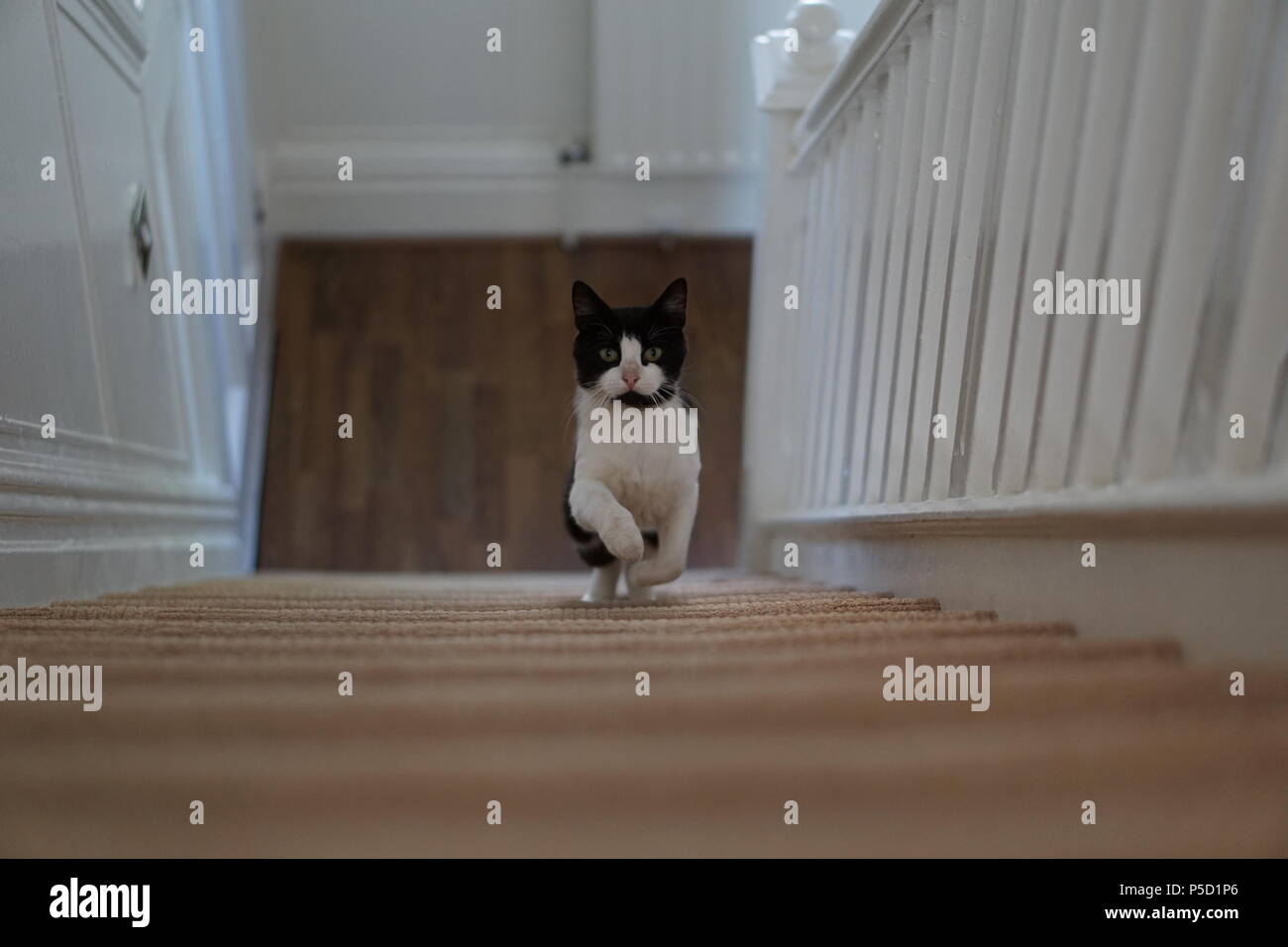 Whisker city best sale kitty stairway climber