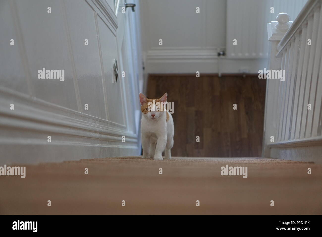 Cat climbing stairs hires stock photography and images Alamy