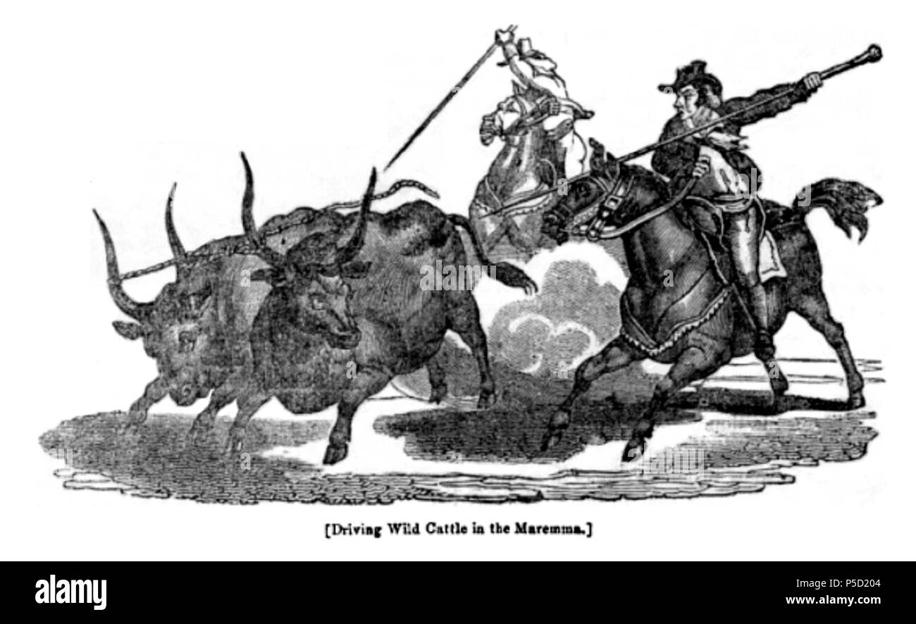 N/A. English: 'Driving wild cattle in the Maremma', woodcut from the Penny Magazine, 1832 . 2 September 2011. Charles Knight, The Society for the Diffusion of Useful Knowledge 480 Driving wild cattle in the Maremma Stock Photo