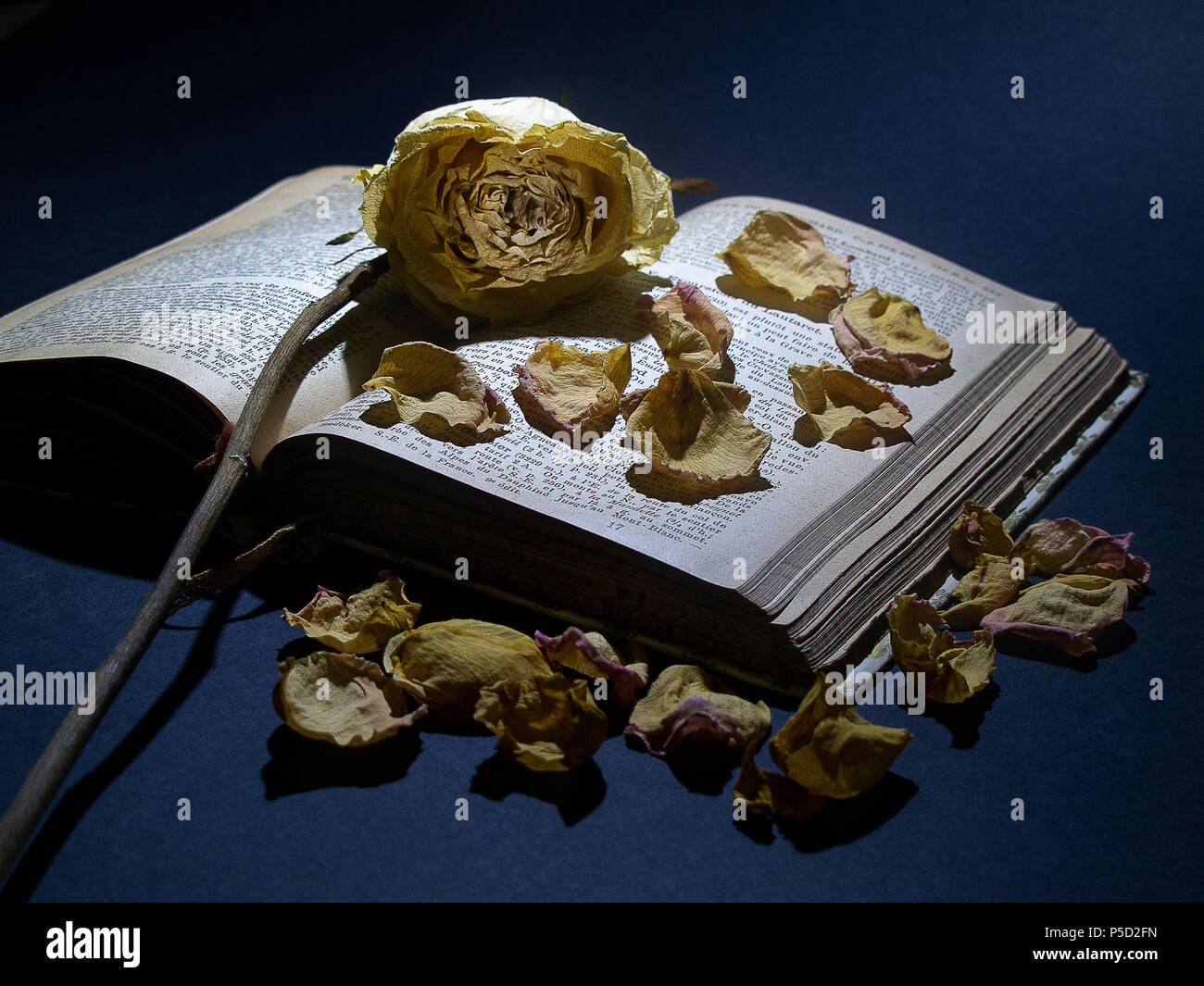 Withered rose placed on the cover of an old open book, with rose petals