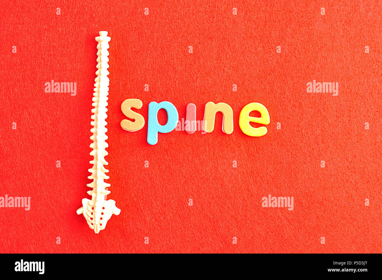 A plastic model of a human spine with the word spine isolated on a red background Stock Photo