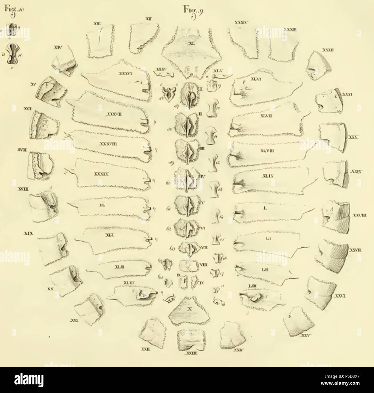 N/A. English: Fig 9 from Bojanus (1819) Exploded view of turtle carapace, Emys orbicularis Legend: (i) Neural 1, (ii) Neural 2, (iii) Neural 3, (iv) Neural 4, (v) Neural 5, (vi) Neural 6, (vii) Neural 7, (viii) Neural 8, (ix) extra neural, divided, (x) suprapygal, (xi) nuchal, (xii) right peripheral 1, (xiii) right peripheral 2, (xiv) right peripheral 3, (xv) right peripheral 4, (xvi) right peripheral 5, (xvii) right peripheral 6, (xviii) right peripheral 7, (xix) right peripheral 8, (xx) right peripheral 9, (xxi) right peripheral 10, (xxii) right peripheral 11, (xxiii) pygal, (xxiv) left peri Stock Photo