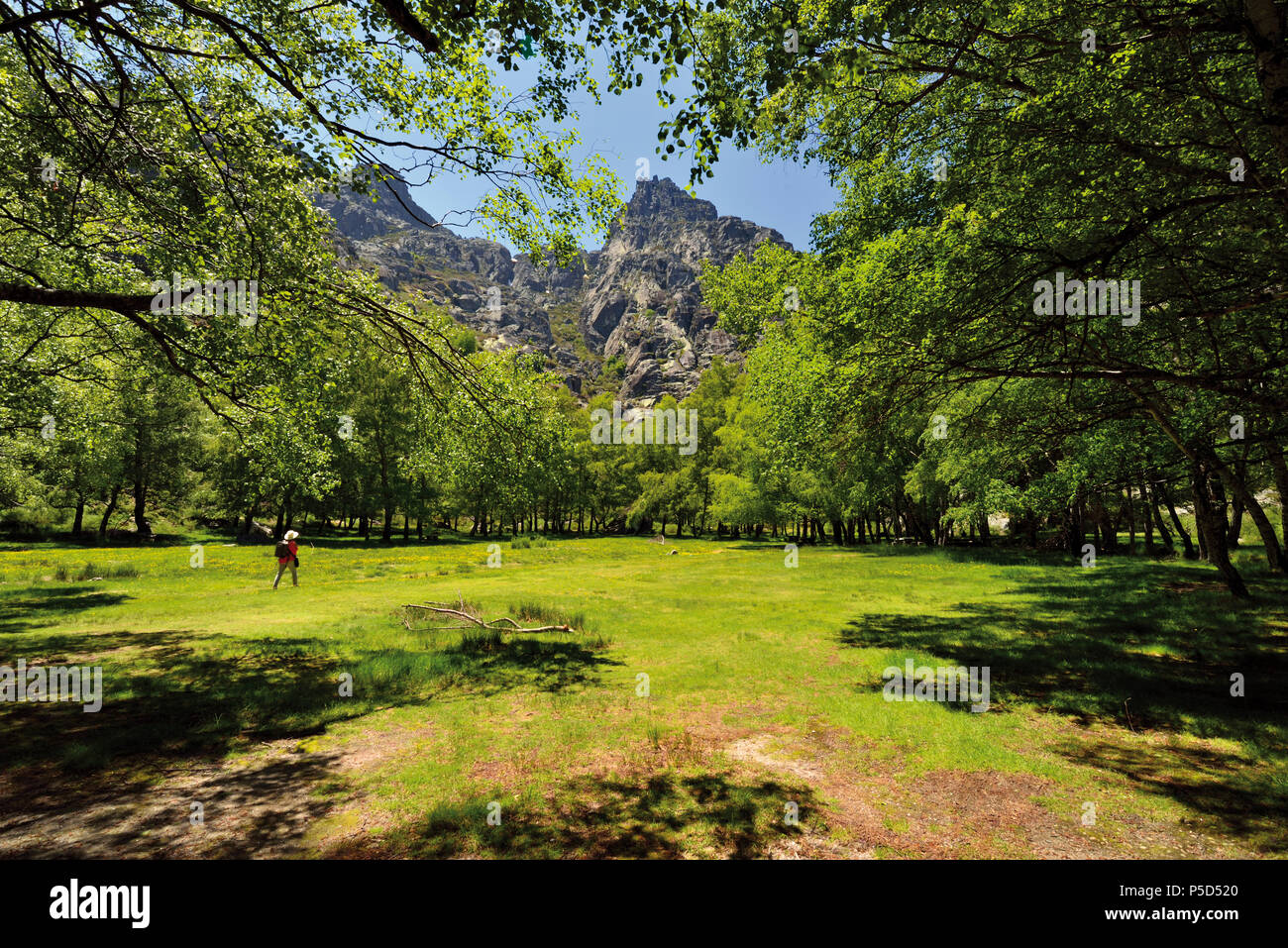 Woman walking in a open field surrounded by mountain pics and trees Stock Photo