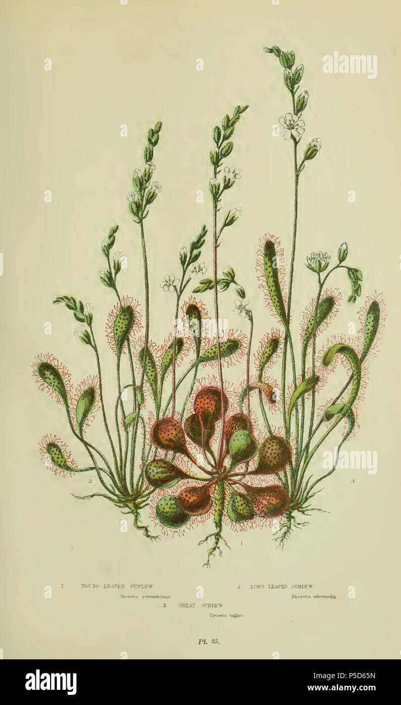 N/A. English: 'The Flowering Plants, Grasses, Sedges and Ferns of Great Britain', Volume 1 of 6, Plate 35 . 1855. Anne Pratt (1806-1893), William Dickes (1815-1892) 480 Drosera00 Stock Photo