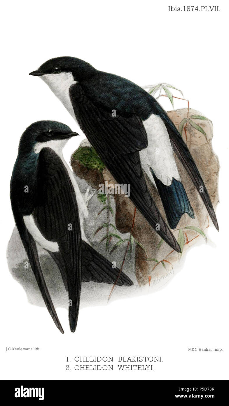 N/A.  English: above: « Chelidon blakistoni » = Delichon dasypus (Asian House Martin) below: « Chelidon whitelyi » = Delichon urbicum lagopodum (Subspecies of Common House Martin) The illustration shows two perched swallow-like birds with black upperparts and white rumps and underparts. The bird higher and to the right has a greyish throat and squarer tail. The upper bird is an Asian House Martin and the lower bird is a Common House Martin. Français: en haut : « Chelidon blakistoni » = Delichon dasypus (Hirondelle de Bonaparte) en bas : « Chelidon whitelyi » = Delichon urbicum lagopodum (Sous- Stock Photo