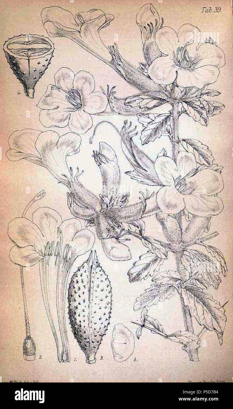 N/A. English: Catophractes alexandri D. Don (as Catophractes welwitschii Seemann), Journal of botany, British and foreign, vol. 3: t. 39 (1865) . 1865. Walter Hood Fitch (1817-1892) 283 Catophractes alexandri01a Stock Photo