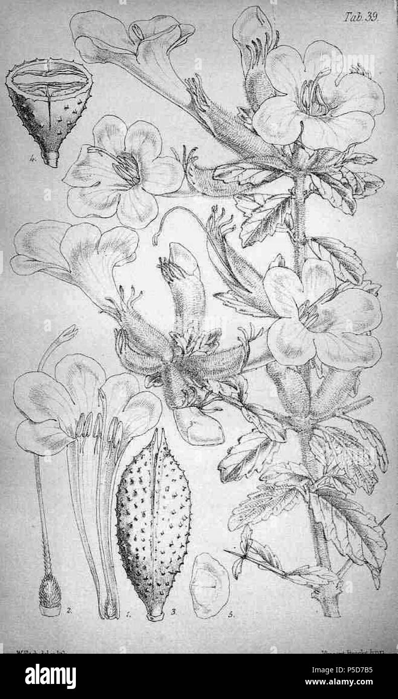 N/A. English: Catophractes alexandri D. Don (as Catophractes welwitschii Seemann), Journal of botany, British and foreign, vol. 3: t. 39 (1865) . 1865. Walter Hood Fitch (1817-1892) 283 Catophractes alexandri01b Stock Photo