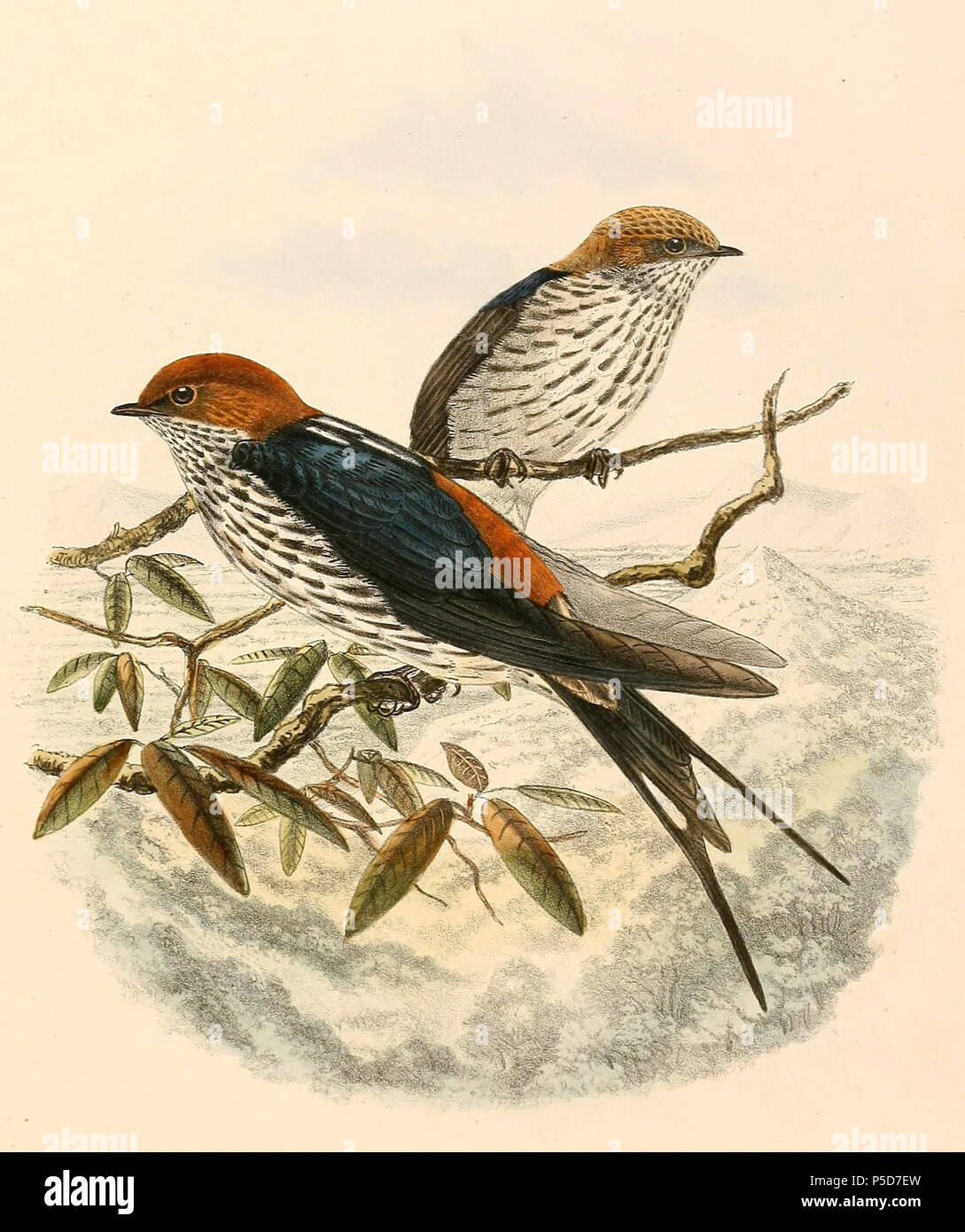 Hirondelle striee hires stock photography and images Alamy