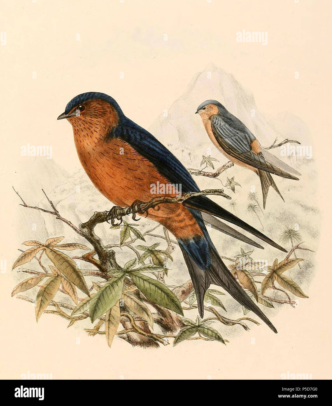 N/A. English: « Hirundo hyperythra » = Cecropis hyperythra (Sri Lanka Swallow) Français : « Hirundo hyperythra » = Cecropis hyperythra (Hirondelle du Sri Lanka) . 1894.   Richard Bowdler Sharpe  (1847–1909)      Alternative names Sharpe  Description British ornithologist and zoologist  Date of birth/death 22 November 1847 25 December 1909  Location of birth/death London Chiswick  Authority control  : Q432586 VIAF:54295317 ISNI:0000 0000 8383 5302 LCCN:n87151105 NLA:35218453 Open Library:OL2424873A WorldCat 285 Cecropis hyperythra 1894 Stock Photo