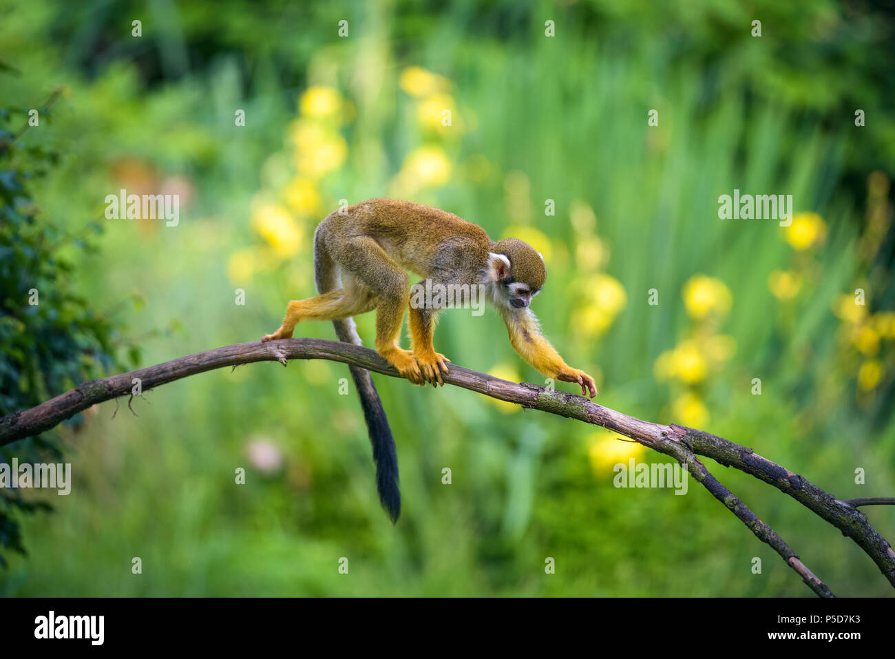 Common squirrel monkey walking on a tree branch Stock Photo