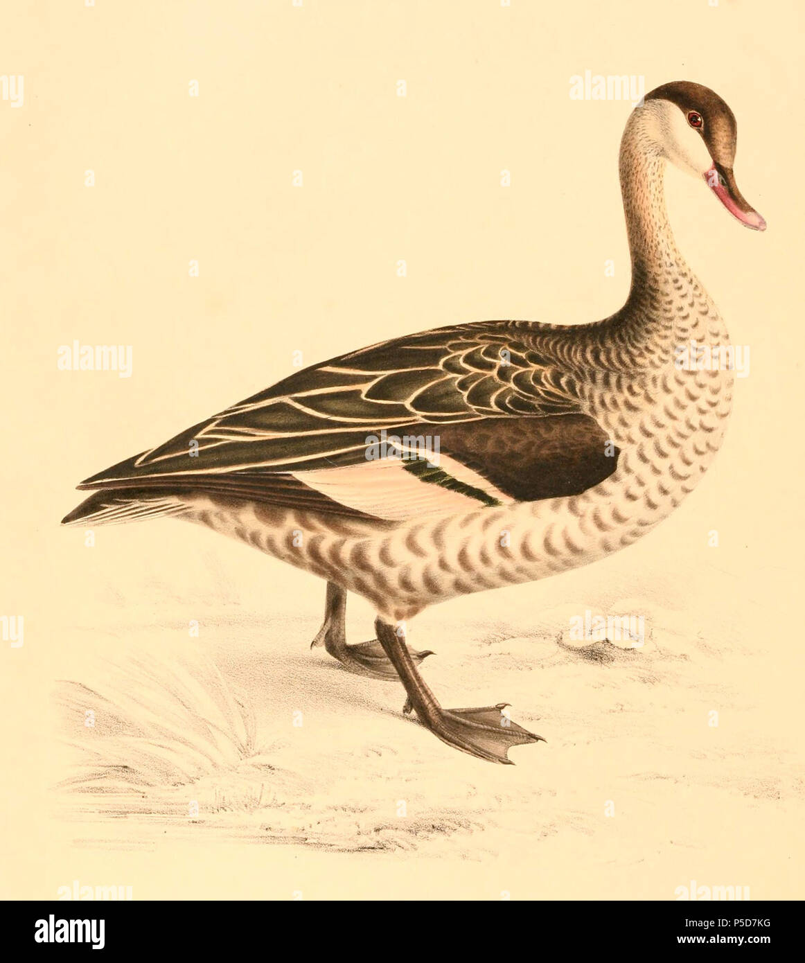 N/A. English: « Poecilonitta erythrorhyncha » = Anas erythrorhyncha (Red-billed Teal) - male Français : « Poecilonitta erythrorhyncha » = Anas erythrorhyncha (Canard à bec rouge) - mâle . 1838.   Andrew Smith  (1797–1872)      Alternative names Smith  Description Scottish biologist, physician, zoologist, ornithologist, naturalist and surgeon  Date of birth/death 3 December 1797 11 August 1872  Location of birth/death Hawick London  Authority control  : Q507606 VIAF:22151719 ISNI:0000 0000 8100 6105 LCCN:nr90010813 Open Library:OL1923590A Oxford Dict.:25772 WorldCat 97 Anas erythrorhyncha 1838 Stock Photo