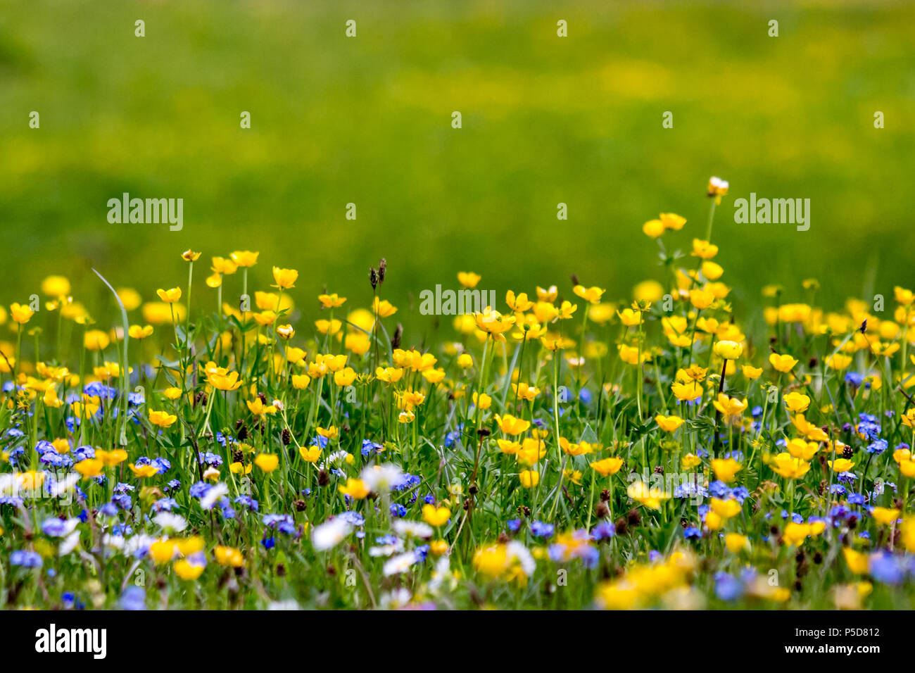 Close-up field of spring flowers (daisy, veronica, buttercups)  in the mountains (taken in the European Alps, Liechtenstein) Stock Photo
