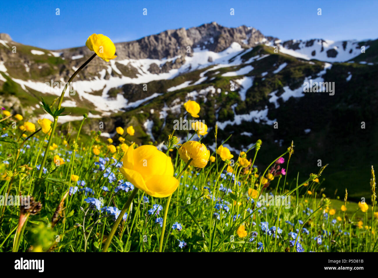 Blossoming alpine spring meadow with globeflowers and mountains in the background (Malbun, Liechtenstein, European Alps) Stock Photo