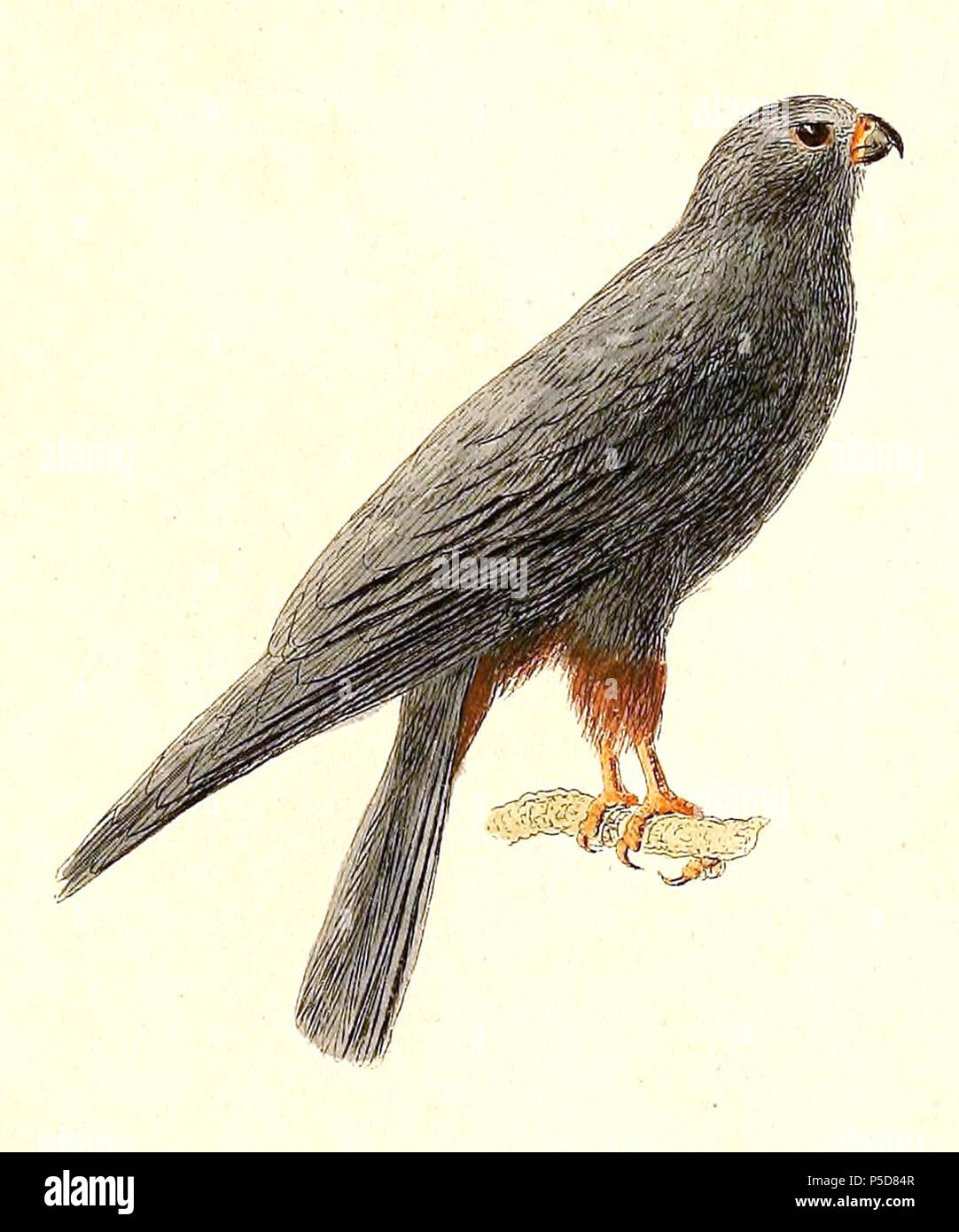 N A English Falco Rufipes Falco Vespertinus Red Footed Falcon Francais Falco Rufipes Falco Vespertinus Faucon Kobez 12 Heinrich Von Kittlitz 1799 1874 Alternative Names Kittlitz Description German