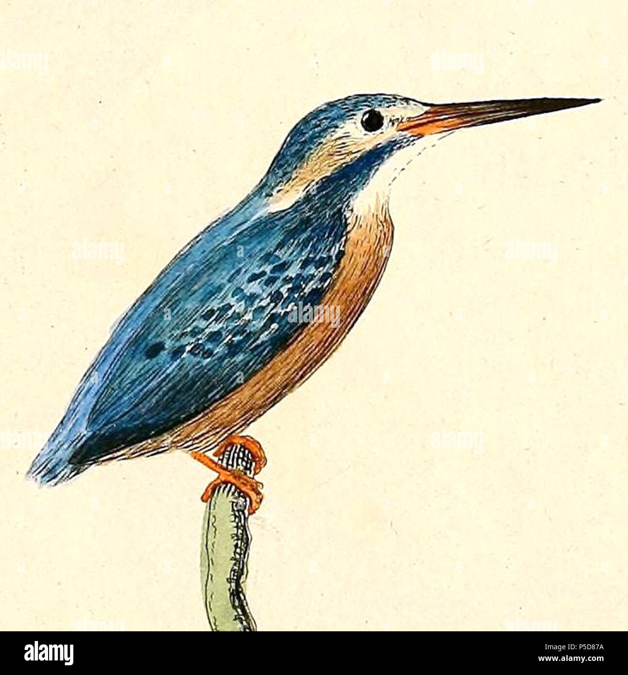 N/A.  English: « Alcedo bengalensis » = Alcedo atthis bengalensis (Subspecies of Common Kingfisher) Français: « Alcedo bengalensis » = Alcedo atthis bengalensis (Sous-espèce de Martin-pêcheur d'Europe) . 1832.   Heinrich von Kittlitz  (1799–1874)    Alternative names Kittlitz  Description German explorer, naturalist, officer and illustrator  Date of birth/death 16 February 1799 10 April 1874  Location of birth/death Wrocaw Mainz  Authority control  : Q62794 VIAF:79504674 ISNI:0000 0001 2029 290X LCCN:nr99012310 Botanist:Kittlitz Open Library:OL5341135A WorldCat 77 Alcedo atthis 1832 Stock Photo
