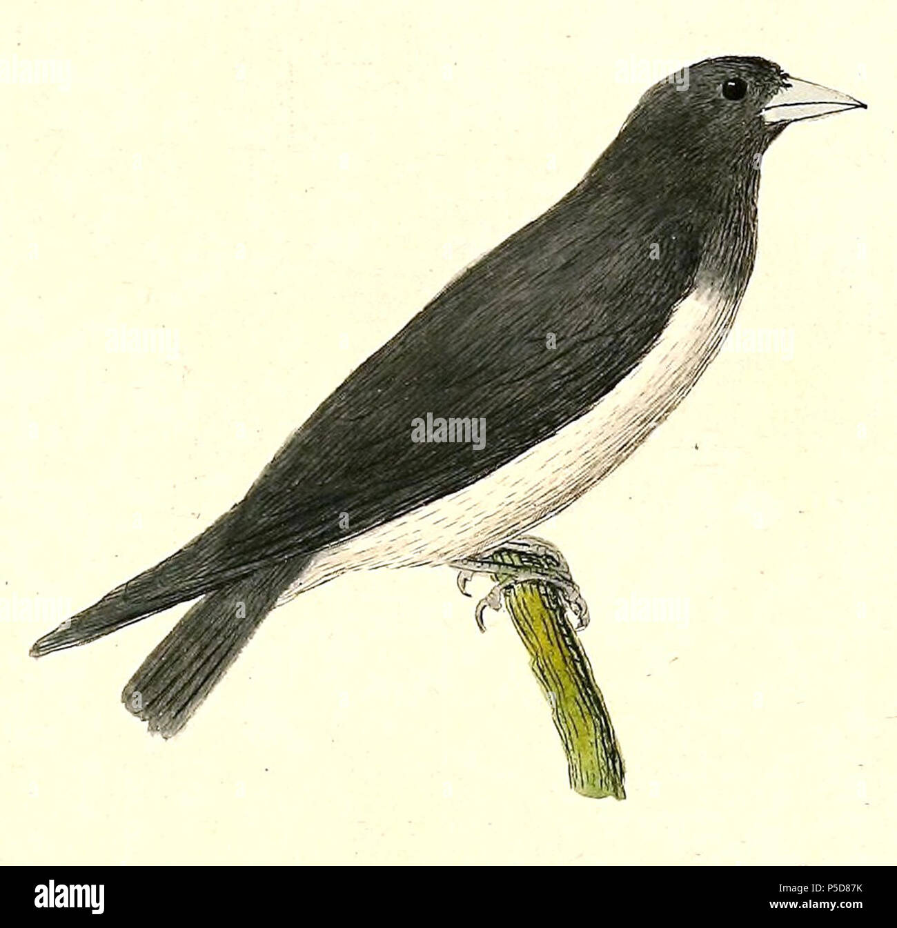 Langrayen a ventre blanc hires stock photography and images Alamy