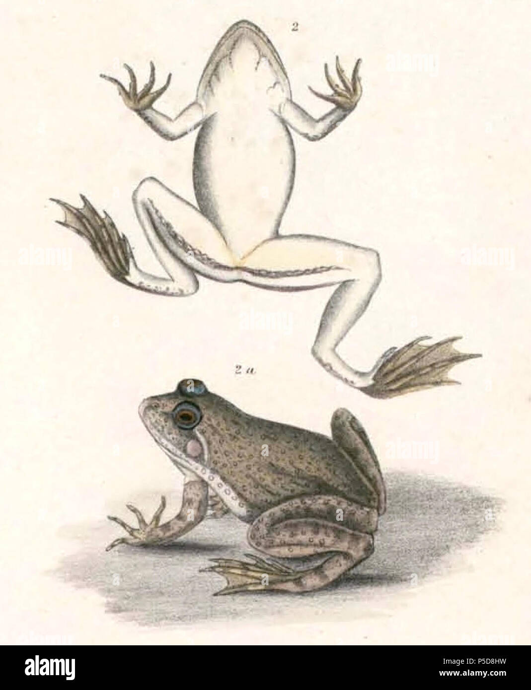 N/A.  English: « Rana bengalensis » = Euphlyctis cyanophlyctis (Indian Skipper Frog) Français: « Rana bengalensis » = Euphlyctis cyanophlyctis . between 1830 and 1832.   Thomas Hardwicke  (1755–1835)     Alternative names Hardw.  Description English soldier and naturalist  Date of birth/death 1755 3 May 1835  Location of birth/death London Borough of Lambeth  Authority control  : Q2543258 VIAF:308180676 LCCN:nb2013018703 Botanist:Hardw. SUDOC:183009134 WorldCat 535 Euphlyctis cyanophlyctis Hardwicke Stock Photo