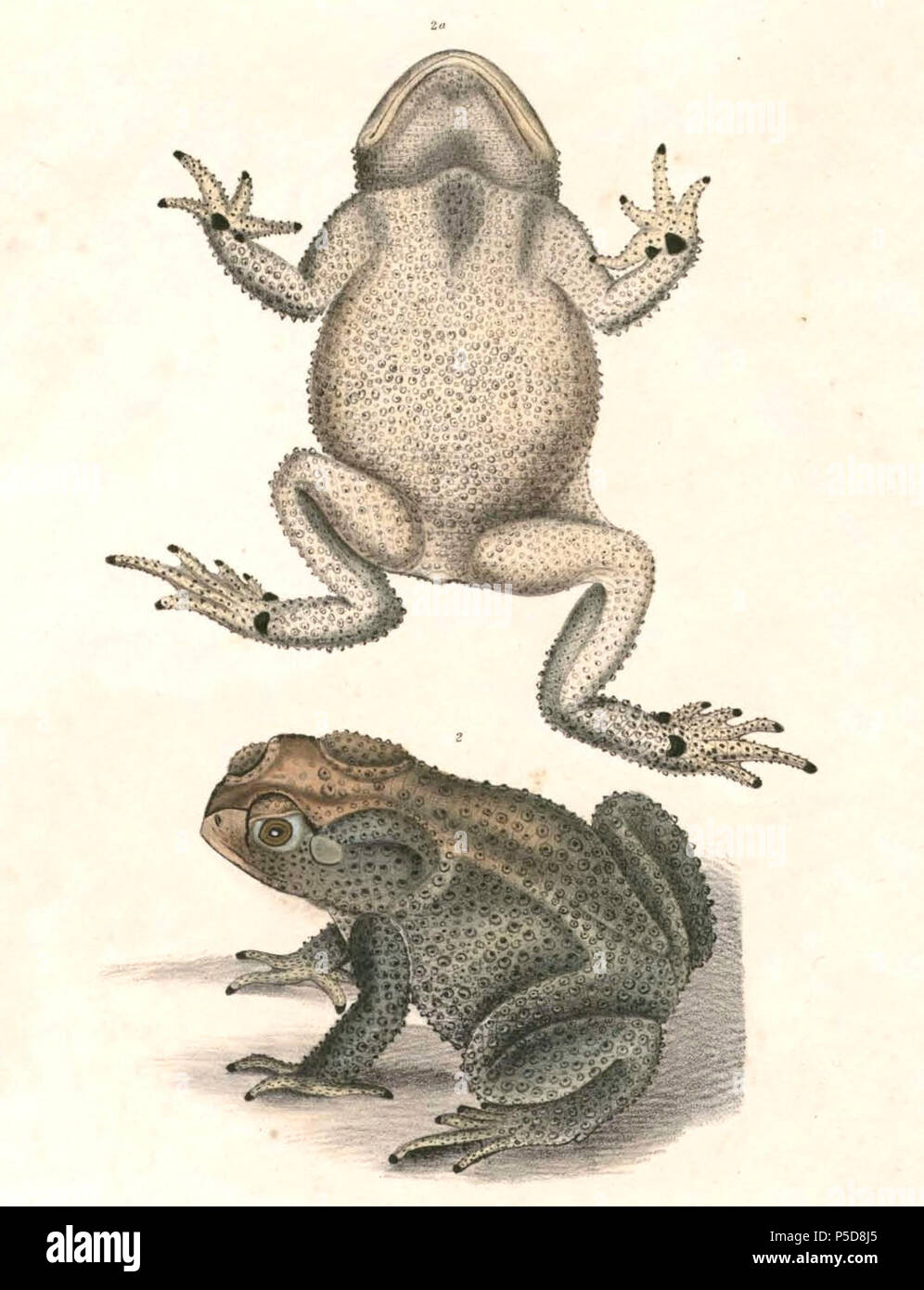 N/A.  English: « Bufo dubia » = Duttaphrynus melanostictus (Asian Common Toad) Français: « Bufo dubia » = Duttaphrynus melanostictus . between 1830 and 1832.   Thomas Hardwicke  (1755–1835)     Alternative names Hardw.  Description English soldier and naturalist  Date of birth/death 1755 3 May 1835  Location of birth/death London Borough of Lambeth  Authority control  : Q2543258 VIAF:308180676 LCCN:nb2013018703 Botanist:Hardw. SUDOC:183009134 WorldCat 487 Duttaphrynus melanostictus 2 Hardwicke Stock Photo