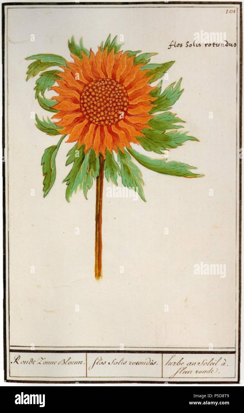 N/A. English: Round sunflower Nederlands: Ronde Zonne Bloeme . circa 1600. Anselmus de Boodt 107 Anselmus de Boodt - Ronde Zonne Bloeme Stock Photo