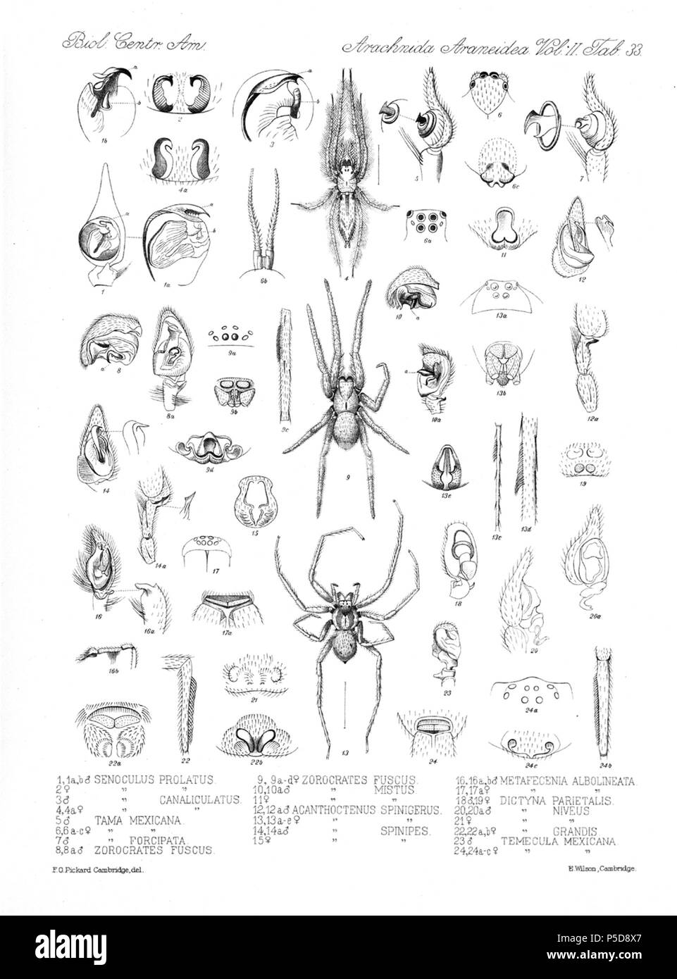 N/A. English: Zoological illustrations of spiders made by Frederick O. Picard-Cambridge for the Biologia Centrali-Americana, an encyclopedia of the natural history of Mexico and Central America . between 1897 and 1905. Frederick Octavius Pickard-Cambridge 116 Arachnida Araneidea Vol 2 Table 33 Stock Photo
