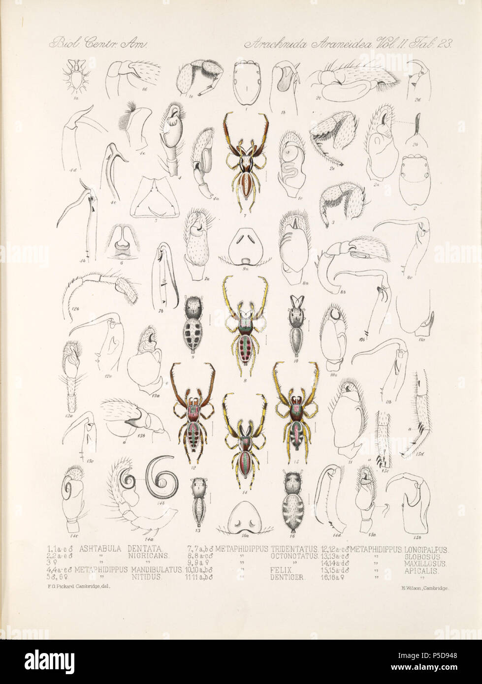N/A. English: Zoological illustrations of spiders made by Frederick O. Picard-Cambridge for the Biologia Centrali-Americana, an encyclopedia of the natural history of Mexico and Central America . between 1897 and 1905. Frederick Octavius Pickard-Cambridge 116 Arachnida Araneidea Vol 2 Table 23 Stock Photo