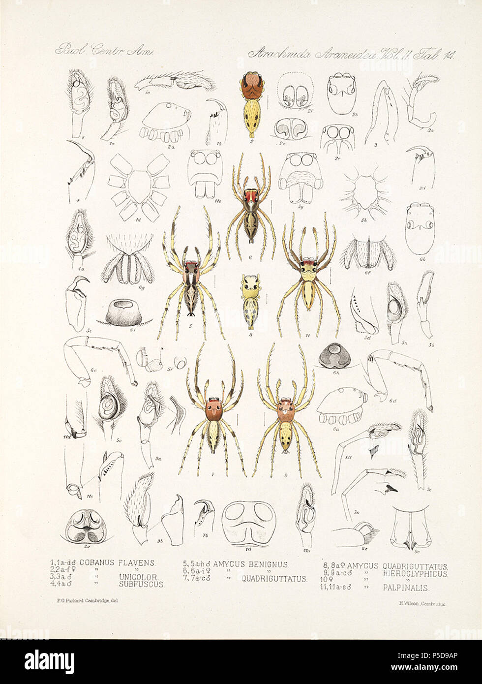 N/A. English: Zoological illustrations of spiders made by Frederick O. Picard-Cambridge for the Biologia Centrali-Americana, an encyclopedia of the natural history of Mexico and Central America . between 1897 and 1905. Frederick Octavius Pickard-Cambridge 116 Arachnida Araneidea Vol 2 Table 14 Stock Photo