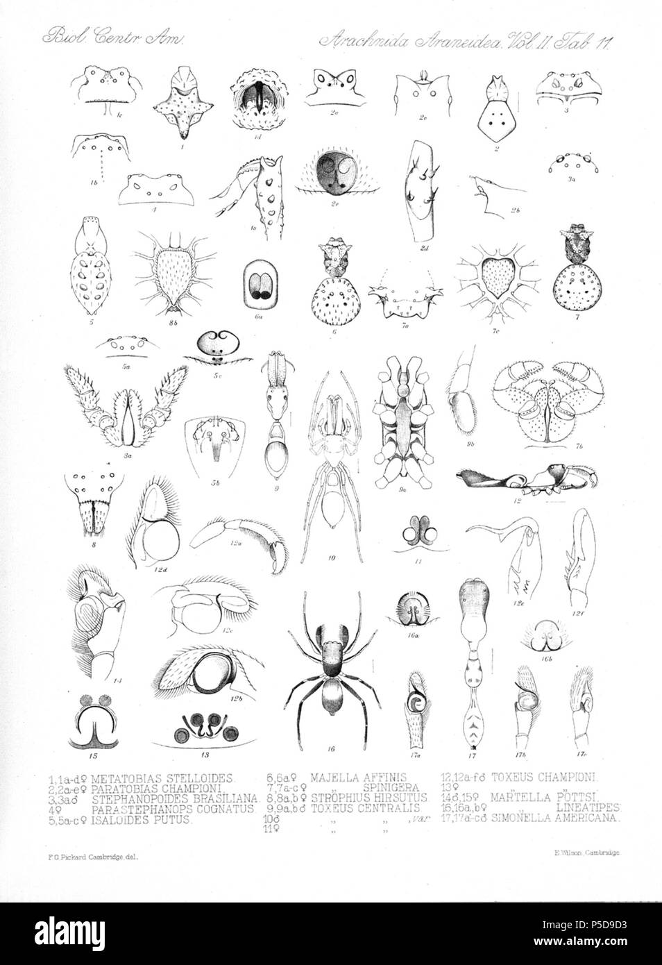 N/A. English: Zoological illustrations of spiders made by Frederick O. Picard-Cambridge for the Biologia Centrali-Americana, an encyclopedia of the natural history of Mexico and Central America . between 1897 and 1905. Frederick Octavius Pickard-Cambridge 116 Arachnida Araneidea Vol 2 Table 11 Stock Photo