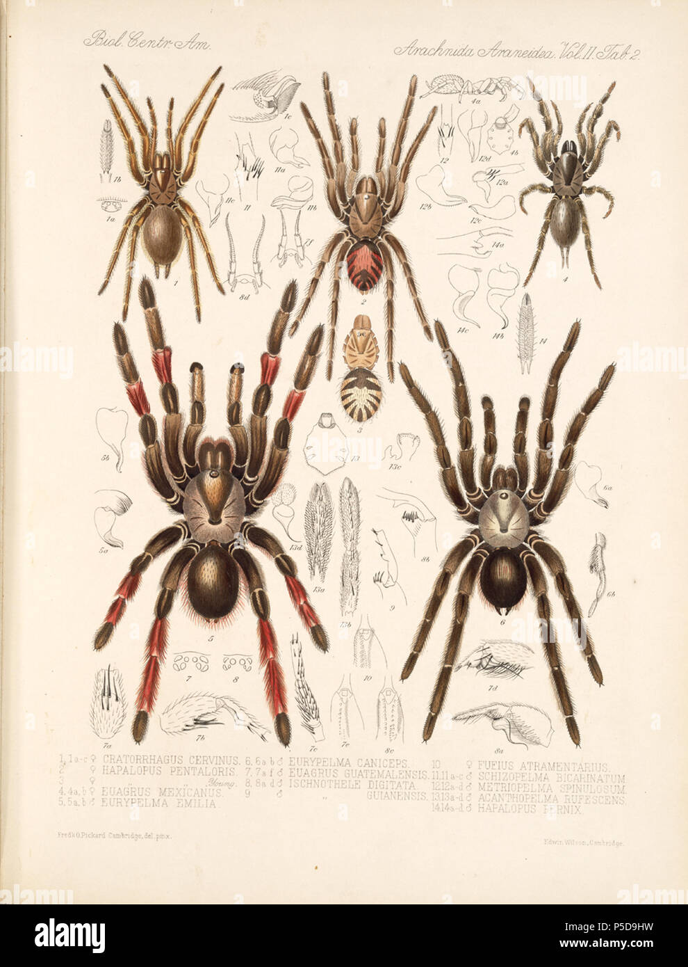 N/A. English: Zoological illustrations of spiders made by Frederick O. Picard-Cambridge for the Biologia Centrali-Americana, an encyclopedia of the natural history of Mexico and Central America . between 1897 and 1905. Frederick Octavius Pickard-Cambridge 116 Arachnida Araneidea Vol 2 Table 2 Stock Photo
