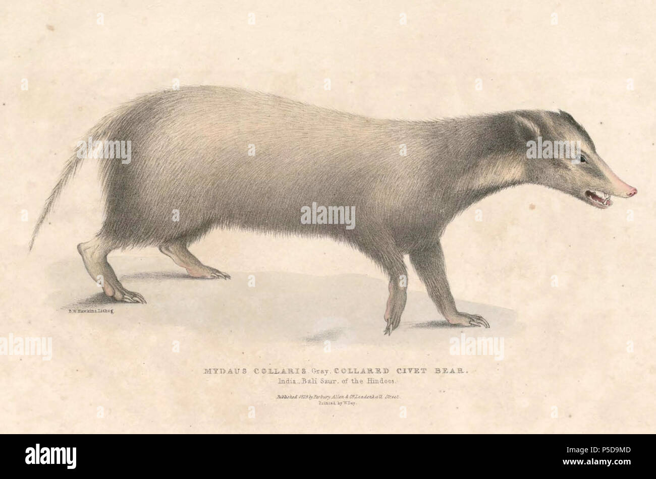 N/A.  English: « Mydaus collaris » = Arctonyx collaris (Hog badger) Français: « Mydaus collaris » = Arctonyx collaris (Balisaur) . between 1830 and 1832.   Thomas Hardwicke  (1755–1835)     Alternative names Hardw.  Description English soldier and naturalist  Date of birth/death 1755 3 May 1835  Location of birth/death London Borough of Lambeth  Authority control  : Q2543258 VIAF:308180676 LCCN:nb2013018703 Botanist:Hardw. SUDOC:183009134 WorldCat 121 Arctonyx collaris Hardwicke Stock Photo