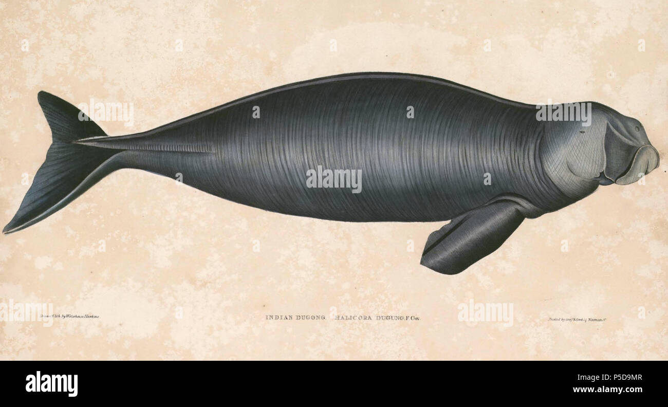 N A English Halicora Dugung Dugong Dugon Dugong Francais Halicora Dugung Dugong Dugon Dugong Between 1833 And 1834 Thomas Hardwicke 1755 1835 Alternative Names Hardw Description English