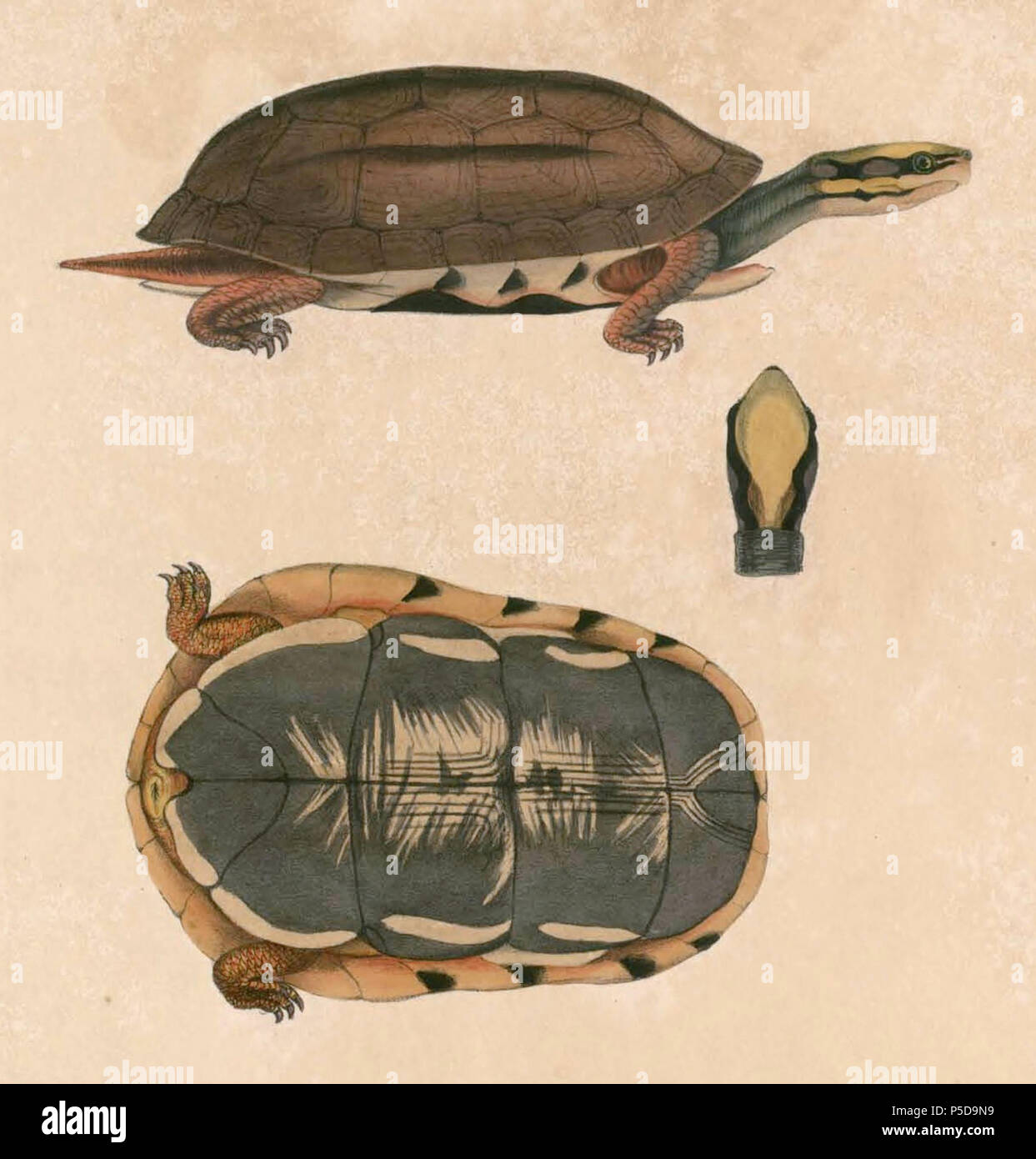 N A English Cistuda Trifasciata Cuora Trifasciata Golden Coin Turtle Francais Cistuda Trifasciata Cuora Trifasciata Between 13 And 14 Thomas Hardwicke 1755 15 Alternative Names Hardw Description