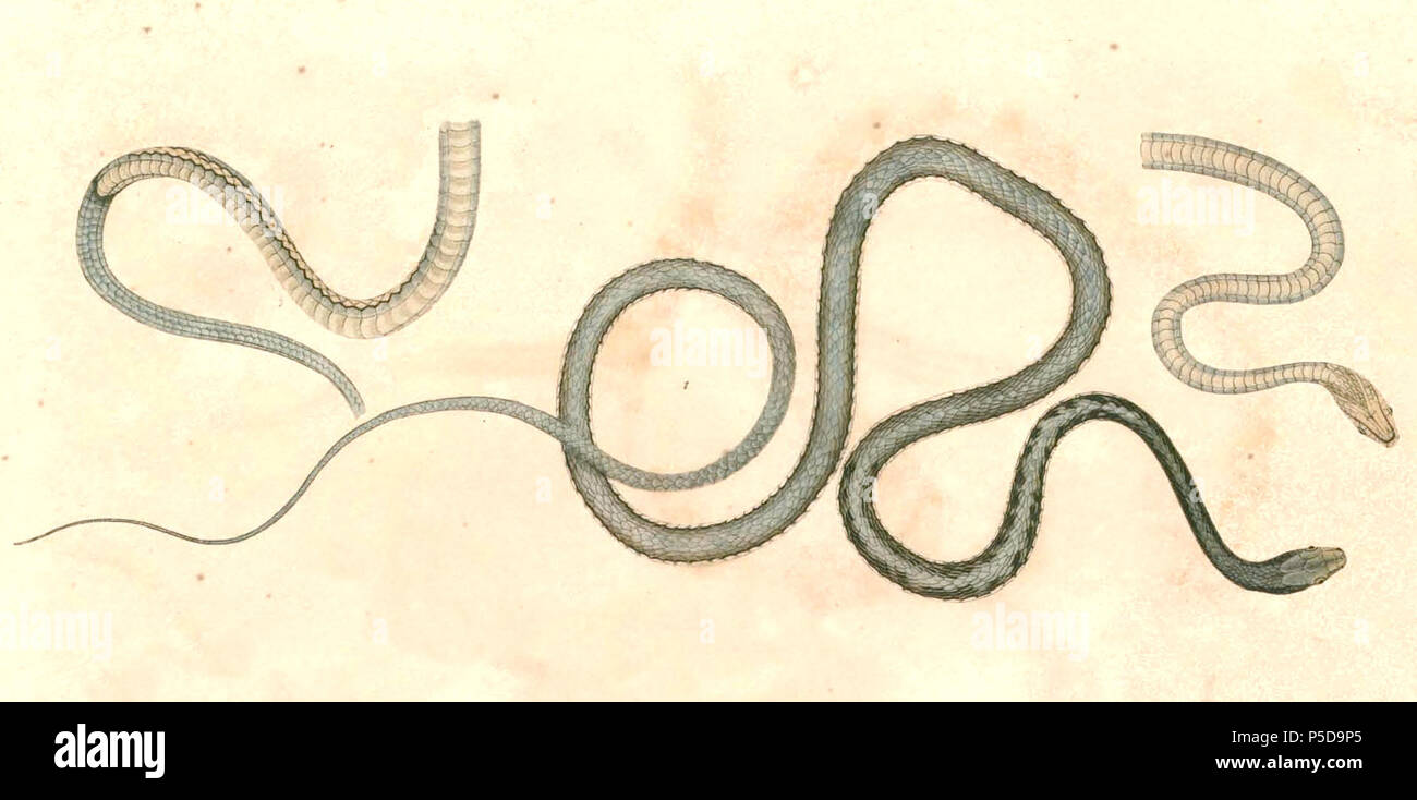N/A.  English: « Dendrophis lateralis » = Dendrelaphis pictus (Painted Bronzeback) Français: « Dendrophis lateralis » = Dendrelaphis pictus . between 1833 and 1834.   Thomas Hardwicke  (1755–1835)     Alternative names Hardw.  Description English soldier and naturalist  Date of birth/death 1755 3 May 1835  Location of birth/death London Borough of Lambeth  Authority control  : Q2543258 VIAF:308180676 LCCN:nb2013018703 Botanist:Hardw. SUDOC:183009134 WorldCat 435 Dendrelaphis pictus 2 Hardwicke Stock Photo