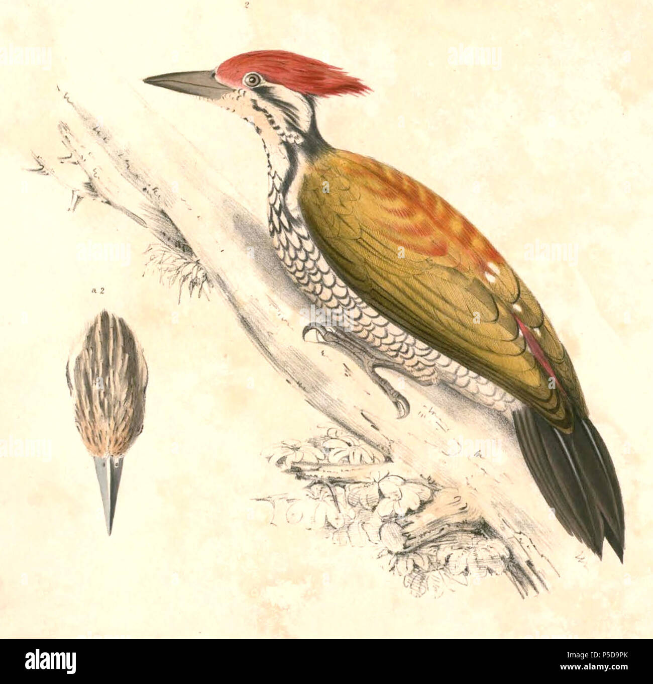 N/A.  English: « Picus tiga » = Dinopium javanense javanense (Subspecies of Common Flameback) Français: « Picus tiga » = Dinopium javanense javanense (Sous-espèce de Pic à dos rouge) . between 1830 and 1832.   Thomas Hardwicke  (1755–1835)     Alternative names Hardw.  Description English soldier and naturalist  Date of birth/death 1755 3 May 1835  Location of birth/death London Borough of Lambeth  Authority control  : Q2543258 VIAF:308180676 LCCN:nb2013018703 Botanist:Hardw. SUDOC:183009134 WorldCat 455 Dinopium javanense javanense Hardwicke Stock Photo