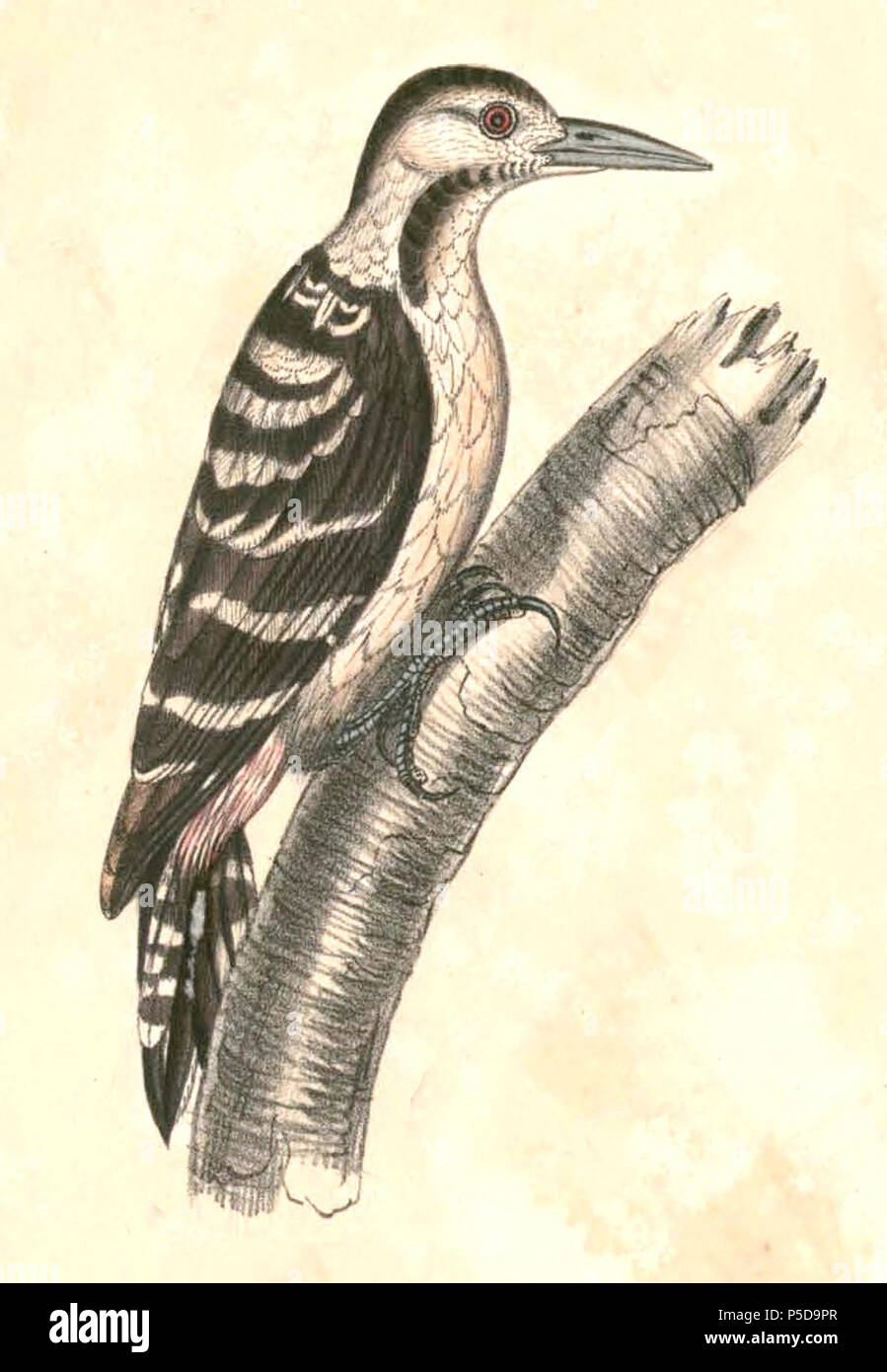 N/A.  English: « Picus macei » = Dendrocopos macei (Fulvous-breasted Woodpecker) - female Français: « Picus macei » = Dendrocopos macei (Pic de Macé) - femelle . between 1830 and 1832.   Thomas Hardwicke  (1755–1835)     Alternative names Hardw.  Description English soldier and naturalist  Date of birth/death 1755 3 May 1835  Location of birth/death London Borough of Lambeth  Authority control  : Q2543258 VIAF:308180676 ISNI:0000 0004 3350 0810 LCCN:nb2013018703 Botanist:Hardw. SUDOC:183009134 WorldCat 435 Dendrocopos macei Hardwicke - female Stock Photo
