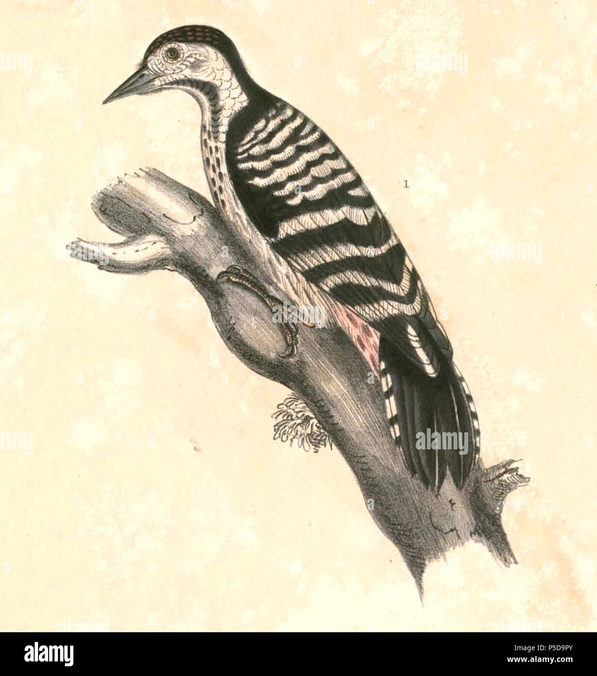 N/A.  English: « Picus macei » = Dendrocopos macei (Fulvous-breasted Woodpecker) - male Français: « Picus macei » = Dendrocopos macei (Pic de Macé) - mâle . between 1830 and 1832.   Thomas Hardwicke  (1755–1835)     Alternative names Hardw.  Description English soldier and naturalist  Date of birth/death 1755 3 May 1835  Location of birth/death London Borough of Lambeth  Authority control  : Q2543258 VIAF:308180676 ISNI:0000 0004 3350 0810 LCCN:nb2013018703 Botanist:Hardw. SUDOC:183009134 WorldCat 435 Dendrocopos macei Hardwicke - male Stock Photo