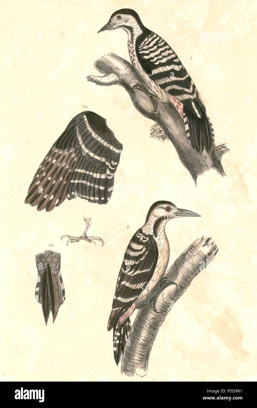 N/A.  English: « Picus macei » = Dendrocopos macei (Fulvous-breasted Woodpecker) - male, female, wing and tail Français: « Picus macei » = Dendrocopos macei (Pic de Macé) - mâle, femelle, aile et queue . between 1830 and 1832.   Thomas Hardwicke  (1755–1835)     Alternative names Hardw.  Description English soldier and naturalist  Date of birth/death 1755 3 May 1835  Location of birth/death London Borough of Lambeth  Authority control  : Q2543258 VIAF:308180676 LCCN:nb2013018703 Botanist:Hardw. SUDOC:183009134 WorldCat 435 Dendrocopos macei Hardwicke Stock Photo