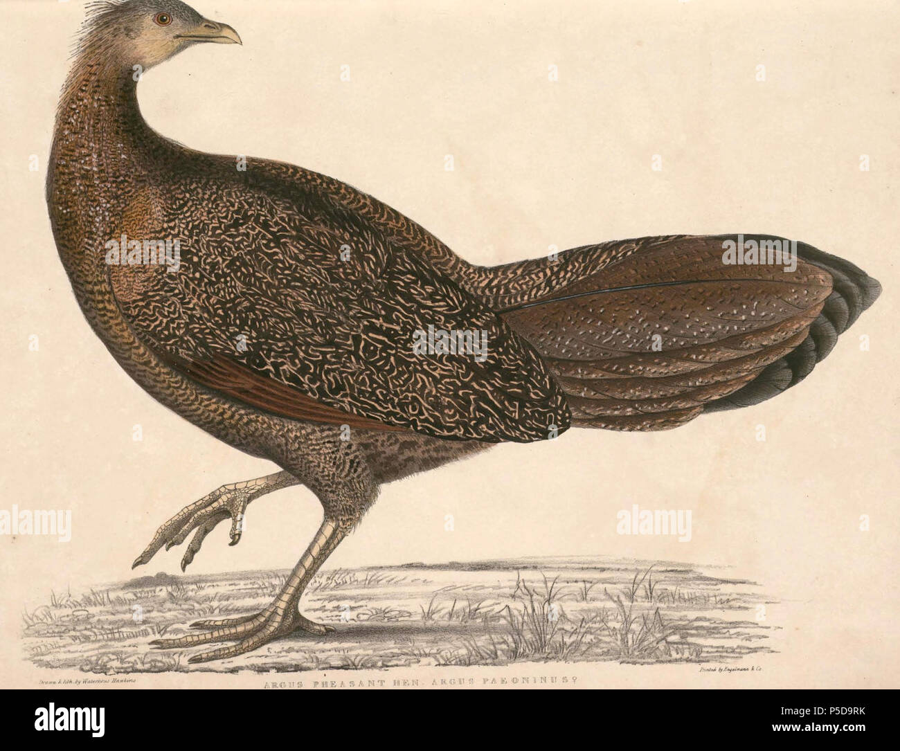 N/A.  English: « Argus paeoninus » = Argusianus argus argus (Subspecies of Great Argus) - female Français: « Argus paeoninus » = Argusianus argus argus (Sous-espèce de Argus géant) - femelle . between 1830 and 1832.   Thomas Hardwicke  (1755–1835)     Alternative names Hardw.  Description English soldier and naturalist  Date of birth/death 1755 3 May 1835  Location of birth/death London Borough of Lambeth  Authority control  : Q2543258 VIAF:308180676 LCCN:nb2013018703 Botanist:Hardw. SUDOC:183009134 WorldCat 122 Argusianus argus argus Hardwicke Stock Photo